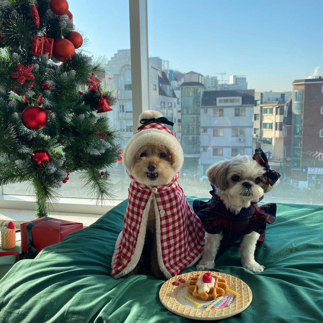 Korean Style Lovely Christmas Winter Pet Cloak – Multi-Functional Warm Cape, Blanket - TailTiddy
