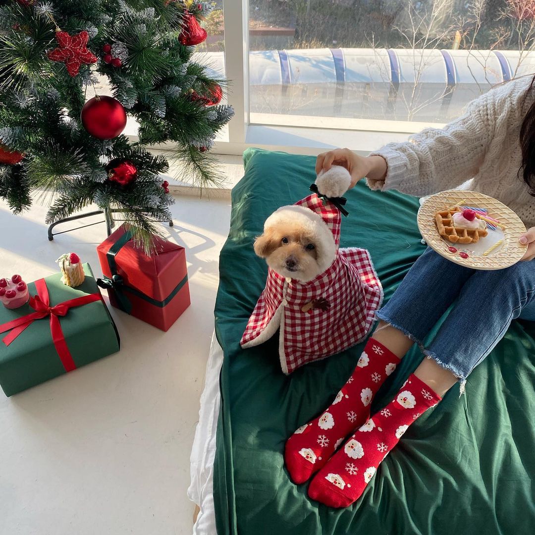 Korean Style Lovely Christmas Winter Pet Cloak – Multi-Functional Warm Cape, Blanket - TailTiddy
