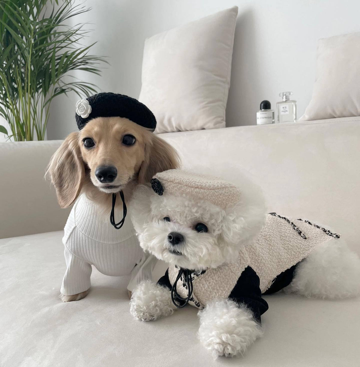 Pet Dog Cat Accessories Knitted Hat - TailTiddy
