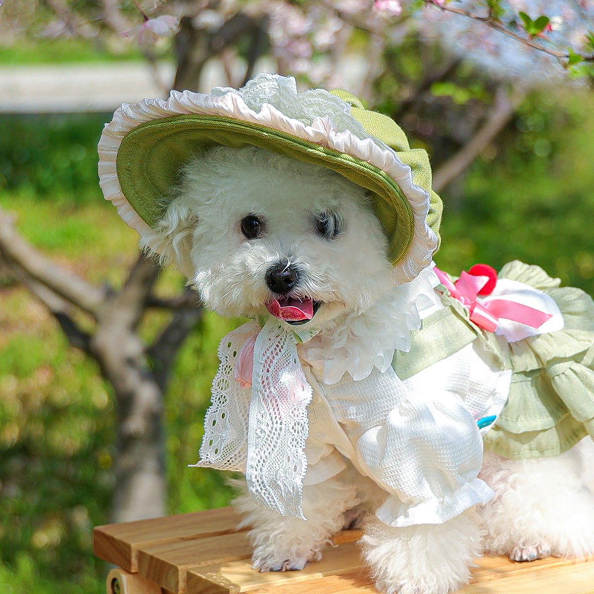 Pet Sun-protection Hat For Dressing Up And Photo Shoots - TailTiddy